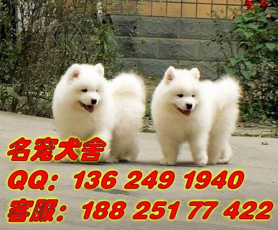 供应 广州市雪橇狗萨摩耶在哪里买广州市区什么地方有出售纯种萨摩耶