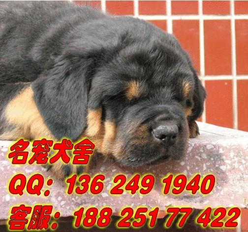 供应广州那里有卖罗威那广州买宠物狗首先信誉好的名宠狗场
