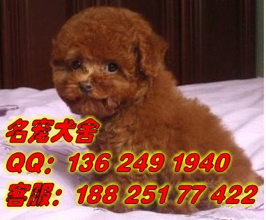 供应广州贵宾犬广州哪里有卖贵宾犬 广州贵宾犬报价多少