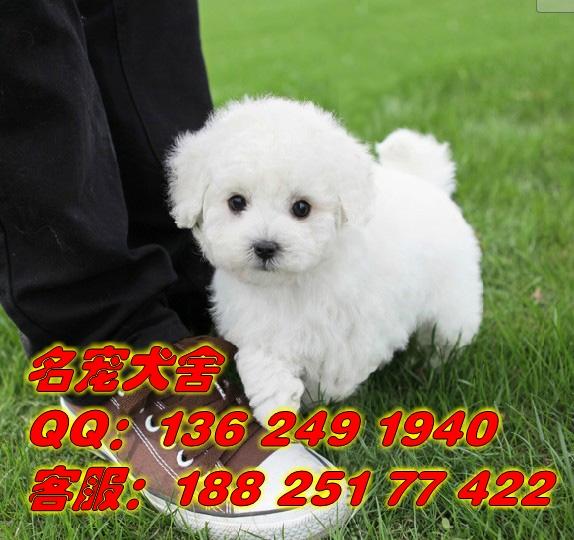 供应广州白云区哪里有卖白色比熊狗 广州买宠物狗首选信誉好的名宠狗场图片