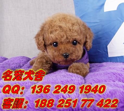 广州市区卖宠物狗泰迪在那里批发