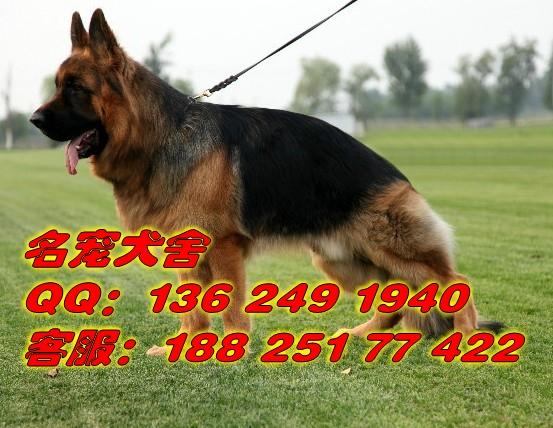 供应广州哪里有卖德国牧羊犬广州买纯种宠物狗首先信誉好的名宠狗场