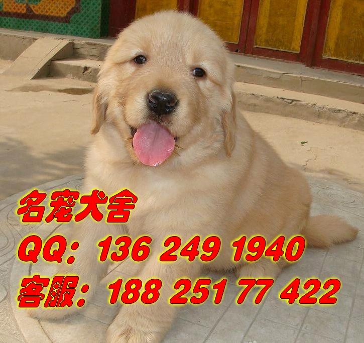 广州市区哪里有金毛犬批发市场供应广州市区哪里有金毛犬批发市场广州哪里有卖纯种健康金毛犬