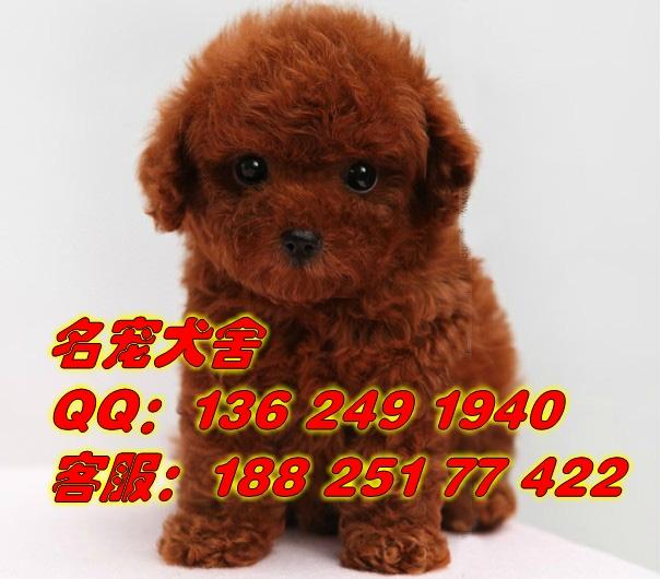 供应广州海珠区哪里有卖贵宾犬广州市区边度可以买到纯种玩具贵宾犬
