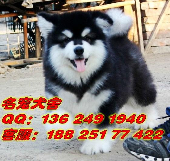 广州宠物狗养殖场繁殖出售大型犬批发