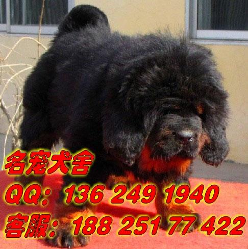 在广州哪里买宠物狗藏獒犬最有保障批发