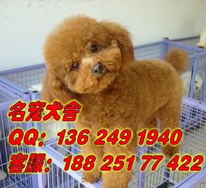 供应广州贵宾犬广州哪里有卖贵宾犬 广州贵宾犬报价多少