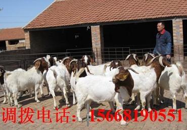 供应波尔山羊的夏季管理育成羊的繁育与饲养管理山羊价格牛犊价格