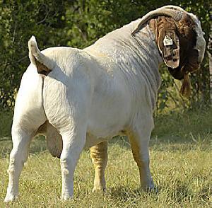 供应2012年大型畜牧展销会小尾寒羊波尔山羊肉羊羊羔种羊肉牛牛犊价格