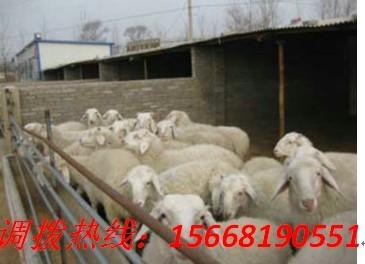 供应波尔山羊种羊羊羔小尾寒羊养殖厂免费提供养殖技术山东荣丰牧业养殖