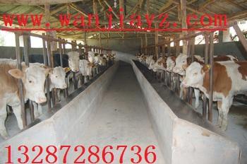 供应肉牛/夏洛莱肉牛生产性能/良种肉牛价格图片