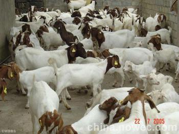 山东肉羊基地提供肉羊价格出售波尔山羊1800只