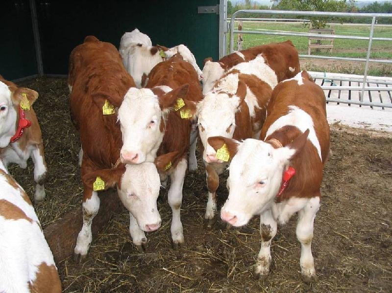 供应牛犊肉牛养殖技术牛犊肉牛养殖成本