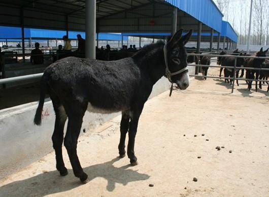 供应出售驴苗肉驴养殖基地批发肉驴仔