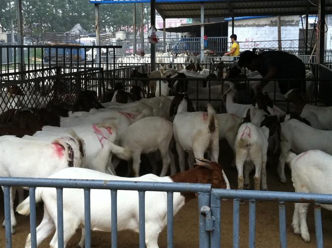 济宁市养羊厂家供应养羊的利润养羊成本养羊技术和波尔山常见疾病治疗方法