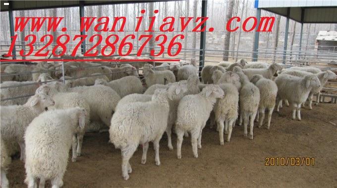 供应小尾寒羊养殖基地小尾寒羊种羊羔羊价格