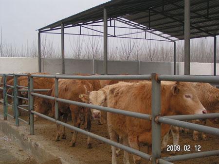 供应西门塔尔牛肉牛牛犊养殖技术