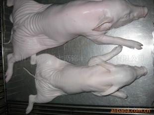 佛山市冻乳猪批发厂家供应冻乳猪批发