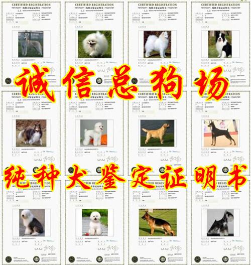 广州哪里有卖泰迪熊犬广州贵宾犬价格