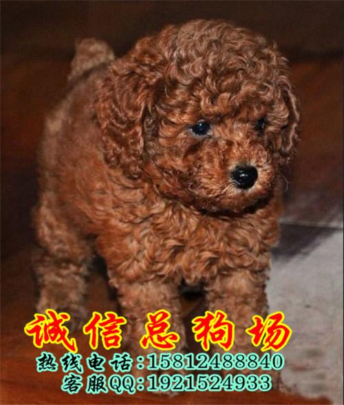 广州市泰迪熊犬厂家广州哪里有卖泰迪熊犬广州贵宾犬价格