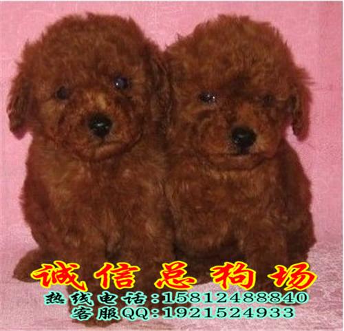泰迪熊犬广州哪里有卖泰迪熊犬广州贵宾犬价格