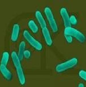 ATCC 铜绿假单胞杆菌金黄色葡萄球菌