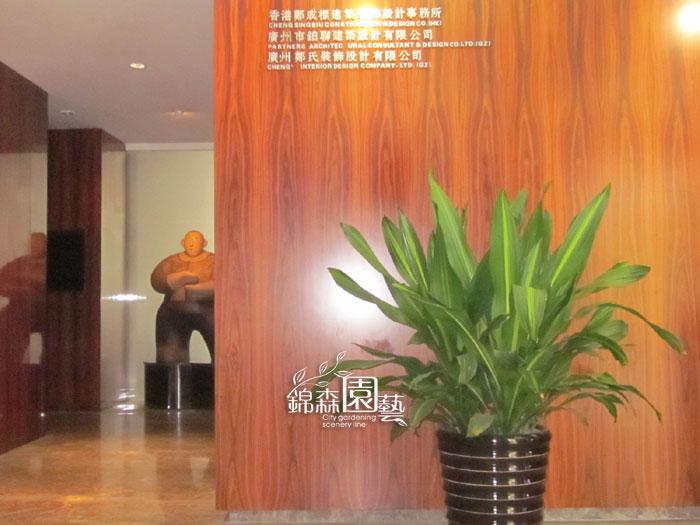 供应 花卉植物出租绿色盆景租摆广州植物租赁图片