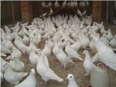 供应宿州市种鸽养殖场