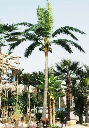 西宁市高仿真椰子树一厂家