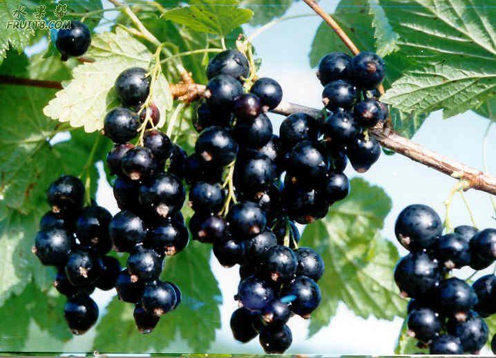 供应红树莓/黑树莓/黄树莓/灯笼果苗/黑加仑苗/蓝莓苗图片