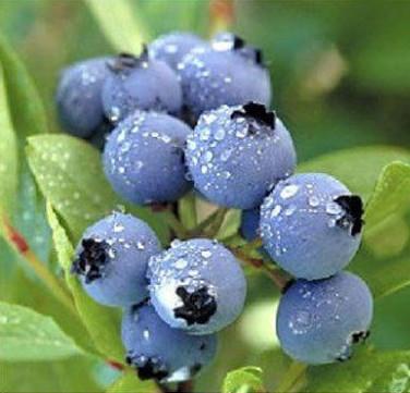 供应白山蓝莓苗