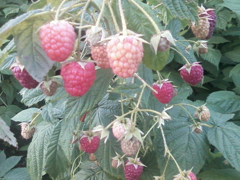 红树莓树莓苗上海树莓苗浙江树莓批发