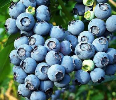 供应成都蓝莓苗优质供应商