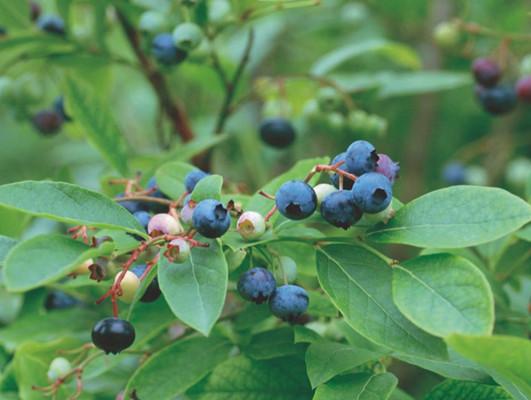 供应山西蓝莓种植基地
