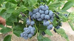 蓝莓苗树莓苗灯笼果黑加仑苗批发