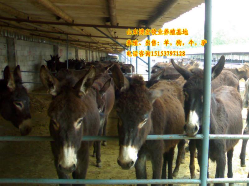 供应肉驴种驴价格山东博宏牧业图片