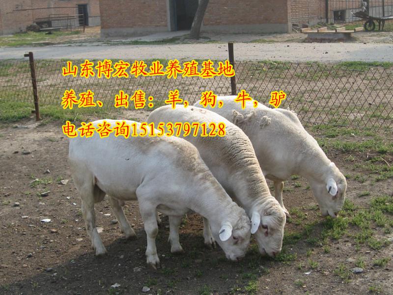 供应杜泊绵羊小羔羊肉羊种羊图片