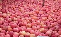 供应山东红富士苹果大量红富士苹果（红富士纸袋 膜袋 恒温库存