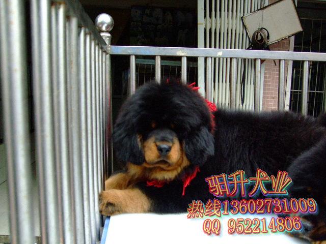 广州哪里有卖纯种藏獒犬，藏獒犬价格是多少，驲升犬业专业出售