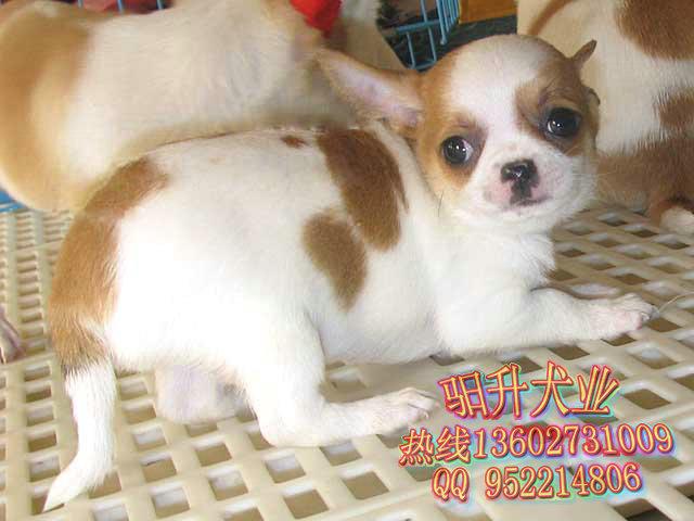 广州驲升出售体型娇小的纯种吉娃娃犬