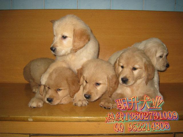 广州哪里有卖纯种金毛犬，金毛犬价格是多少，驲升犬业专业出售图片