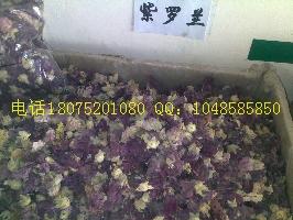 供应紫罗兰藏红花价格