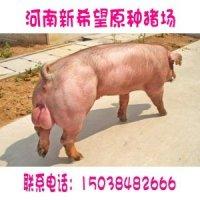 供应杜洛克种猪价格