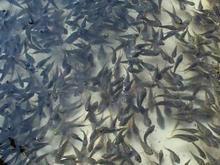 北京大量批发草鱼供应北京大量批发草鱼，全国最大的草鱼苗养殖场