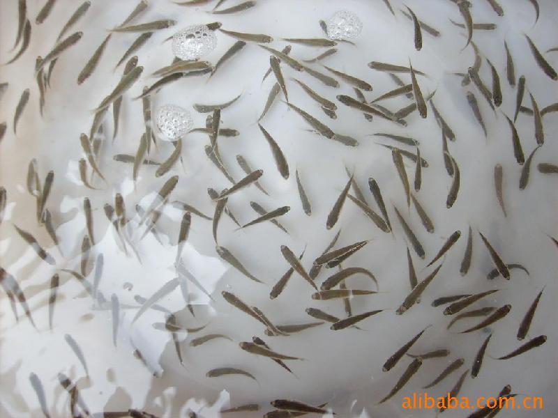 淡水养殖的珍品加州鲈鱼供应淡水养殖的珍品