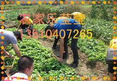 深圳春游最好玩，项目最齐全的特色农庄，3.8妇女节嗨皮出游图片