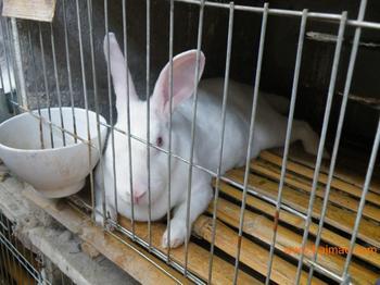 新西兰种兔养殖行情种兔养殖技术分析肉兔多少钱一只