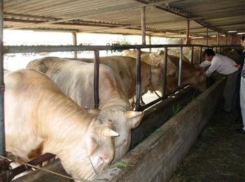 鲁西黄牛价格肉牛品种供应鲁西黄牛价格肉牛品种