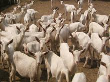 供应波E山羊养殖分析白山羊多少钱一只东旺养殖场