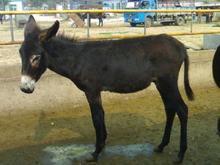 供应德州驴驴苗图片